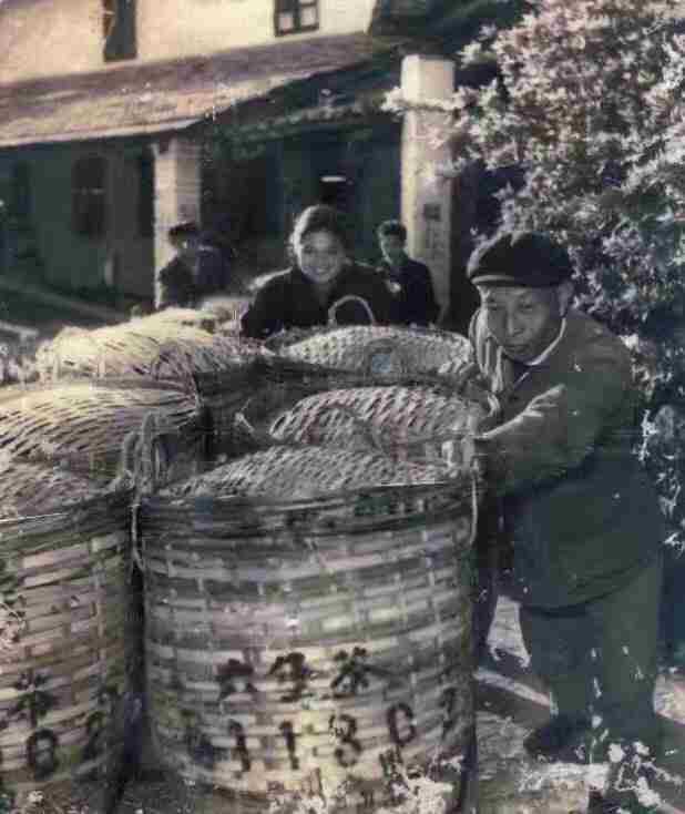 六堡茶属于什么茶(六堡茶属于什么茶是哪里的呀)