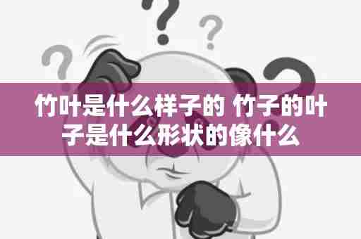 竹叶是什么样子的 竹子的叶子是什么形状的像什么