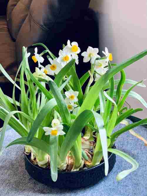 漳平水仙冲泡时间(漳平水仙茶冲泡方法)