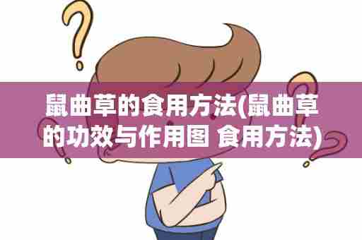 鼠曲草的食用方法(鼠曲草的功效与作用图 食用方法)