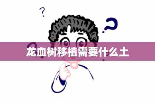 龙血树移植需要什么土