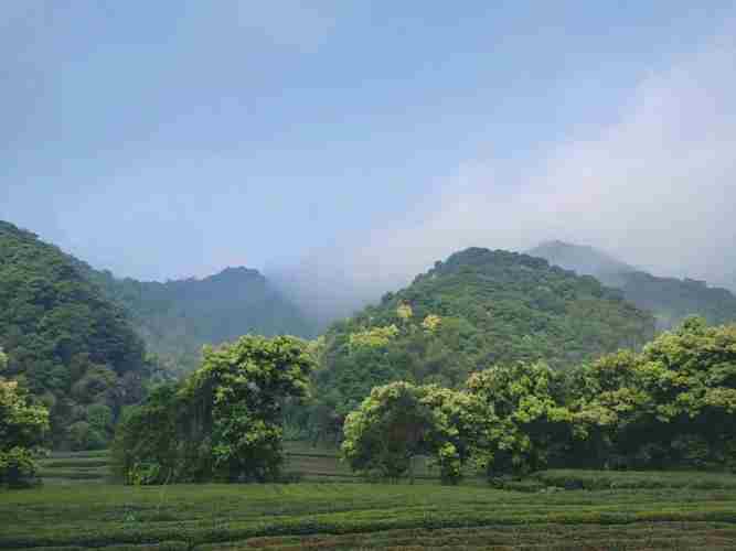 龙井是哪个地方(狮峰龙井哪个地方最好)