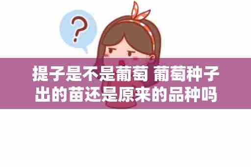 提子是不是葡萄 葡萄种子出的苗还是原来的品种吗