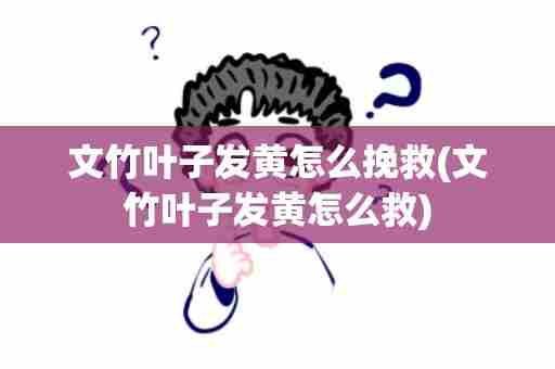文竹叶子发黄怎么挽救(文竹叶子发黄怎么救)
